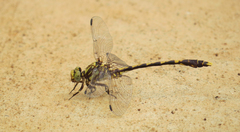 Progomphus obscurus