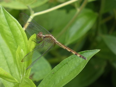 Erythrodiplax umbrata