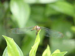 Erythrodiplax umbrata