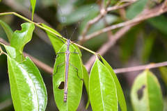 Paraphasma sooretama