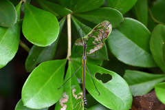 Paraphasma sooretama