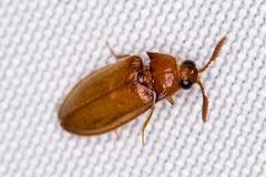 Brachypsectra fulva