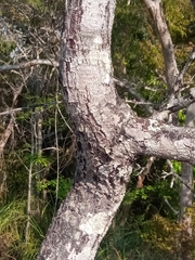 Acridocarpus excelsus image