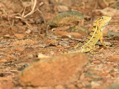 Calotes versicolor