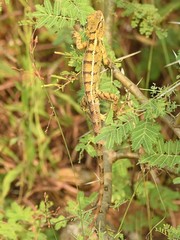 Calotes versicolor