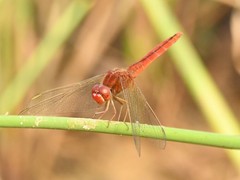 Crocothemis servilia