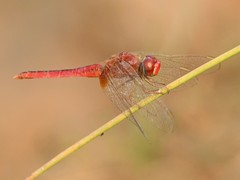 Crocothemis servilia