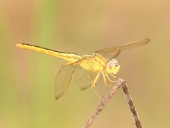 Crocothemis servilia