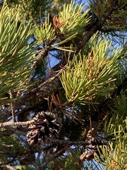 Pinus contorta bolanderi