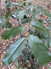 Diospyros ebenum