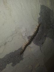 Scolopendra polymorpha