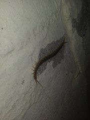 Scolopendra polymorpha