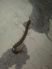 Scolopendra polymorpha
