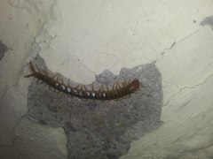 Scolopendra polymorpha