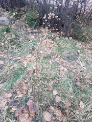 Artemisia sieversiana