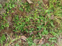 Prunella vulgaris vulgaris