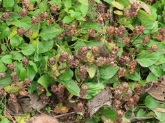 Prunella vulgaris vulgaris