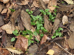 Prunella vulgaris vulgaris