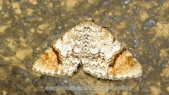 Venusia laria