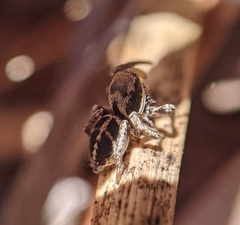 Habronattus klauseri
