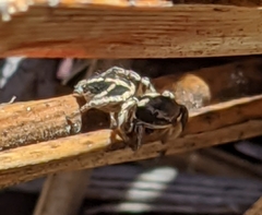 Habronattus klauseri