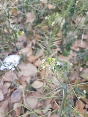 Sisymbrium loeselii