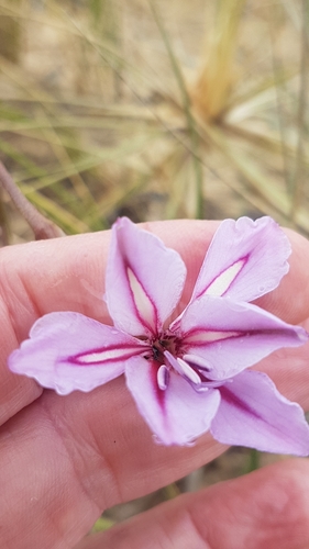 Image of coastal gladiolus by no rights reserved
