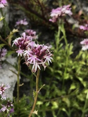 Lobelia jasionoides