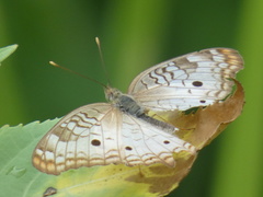 Anartia jatrophae