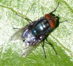 Compsomyiops callipes