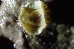 Mopalia porifera
