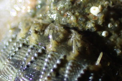 Mopalia porifera