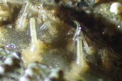 Mopalia porifera