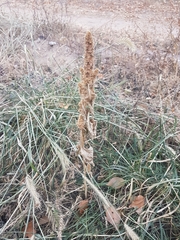 Amaranthus retroflexus