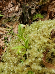 Pterostylis silvicultrix