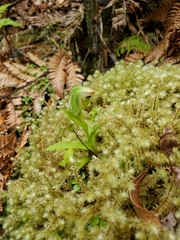 Pterostylis silvicultrix
