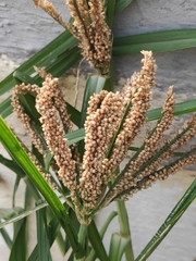 Eleusine coracana
