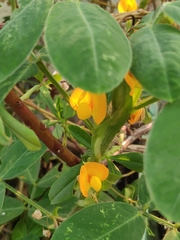 Arachis hypogaea
