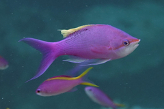 Mirolabrichthys tuka