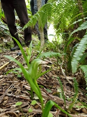 Pterostylis silvicultrix