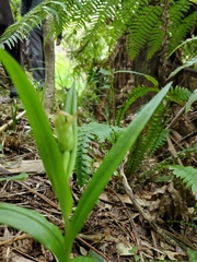 Pterostylis silvicultrix