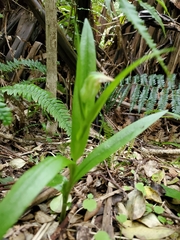 Pterostylis silvicultrix