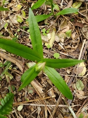 Pterostylis silvicultrix