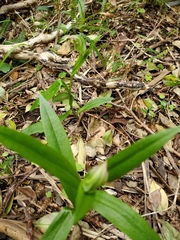 Pterostylis silvicultrix
