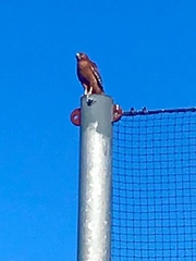 Buteo lineatus