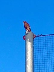 Buteo lineatus