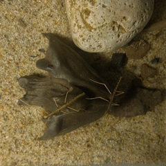 Medauroidea extradentata