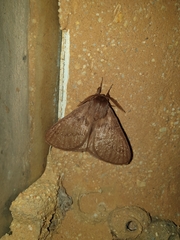 Phyllalia