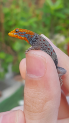 Gonatodes albogularis albogularis