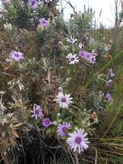 Macrolearia semidentata